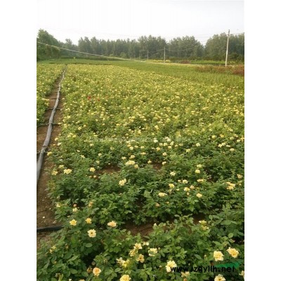 金邊黃楊苗基地 金邊黃楊毛球 優質金邊黃楊球 量大價低