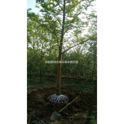 烏桕基地 烏桕樹價格 叢生烏桕 烏桕小苗 規格* 保質保量