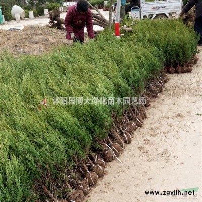 龍柏低價供應 小龍柏綠籬工程苗 龍柏價格 基地直銷 保質保量