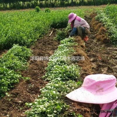 供應夾竹桃 50-200夾竹桃價格 多分支 量大價低 基地直