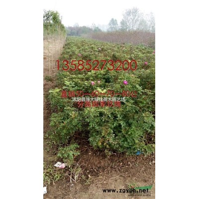 榔榆2-20公分 榔榆樹苗價格 榆樹樹苗 基地直銷 物優