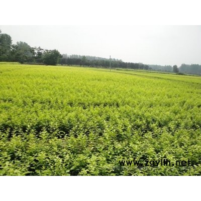 出售楓楊樹 3-20公分楓楊樹苗價格 楓楊基地 保質(zhì)保量