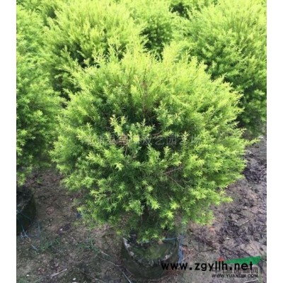 福建供應藍花楹米徑22公分，高度7米，價格5500