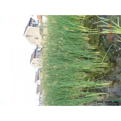 優質的蒲葦，浙江*低報價