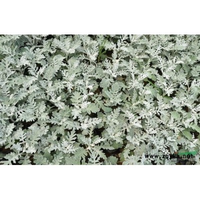 浙江花葉蔓長春/花葉長春蔓