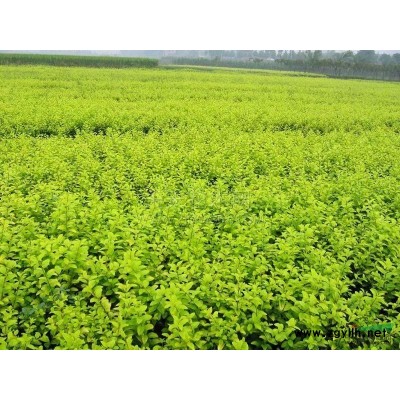 浙江迷迭香*新報價