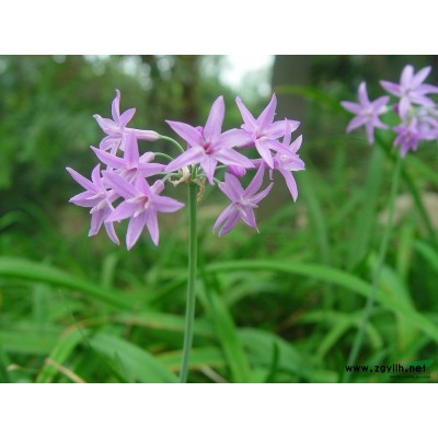 浙江銀葉石菖蒲介紹