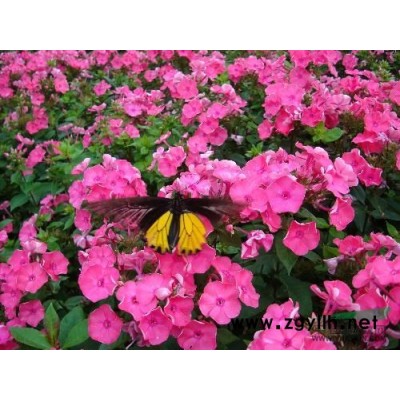 花葉水蔥*新價(jià)格/花葉水蔥報(bào)價(jià)