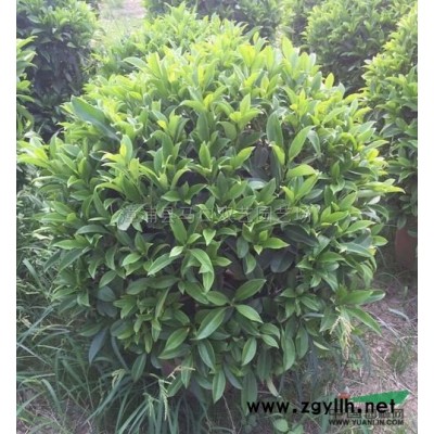 福建龍血樹(shù)3介紹