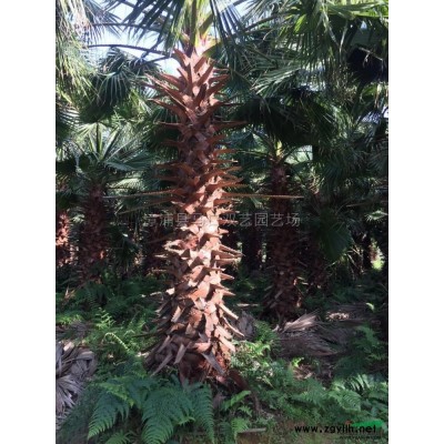 皇后葵（金山葵）4圖片\皇后葵（金山葵）4報價