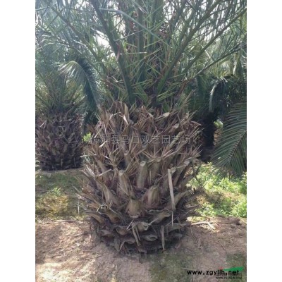 福建狐尾椰子*新報價/狐尾椰子圖片