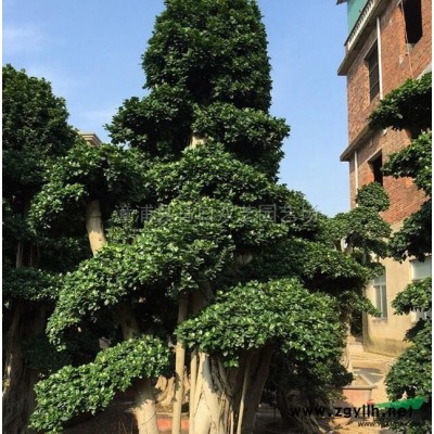 紅刺林投（別名叫紅刺露兜）7行情報價\紅刺林投（別名叫紅刺露兜）7圖片展示