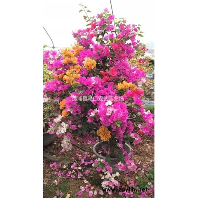 紅刺林投*新價(jià)格/紅刺林投報(bào)價(jià)