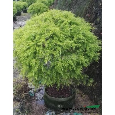 鶴望蘭6供應(yīng)/鶴望蘭6圖片