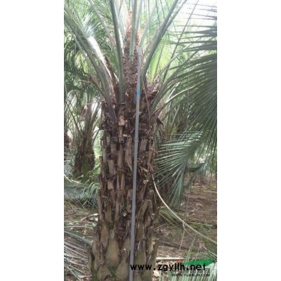 鶴望蘭*新價格/鶴望蘭報價