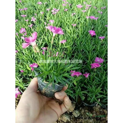 扶芳藤低價供應 扶芳藤球 50冠幅毛球用于工程綠籬苗 易成活