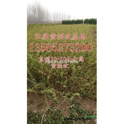 火棘苗低價供應 工程籬笆苗 毛球 優質火棘球 基地直銷