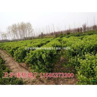 金森女貞低價批發 金森女貞大杯苗 毛球 基地直銷