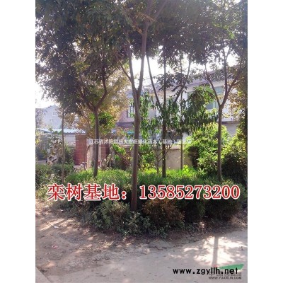 繡線菊小苗批發供應 綠化小苗 床苗 金焰繡線菊 金山繡線菊