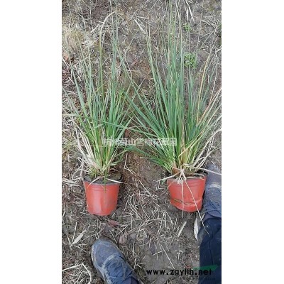 水蔥基地直銷150萬芽