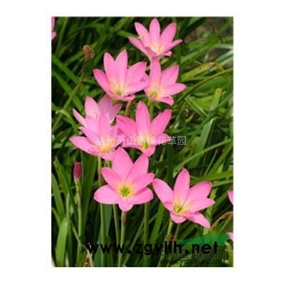 香蒲基地直銷300萬芽