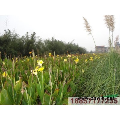 優質果嶺草，沙培百慕大，浙江*低價