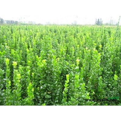 海桐、山礬、七里香、寶珠香、山瑞香