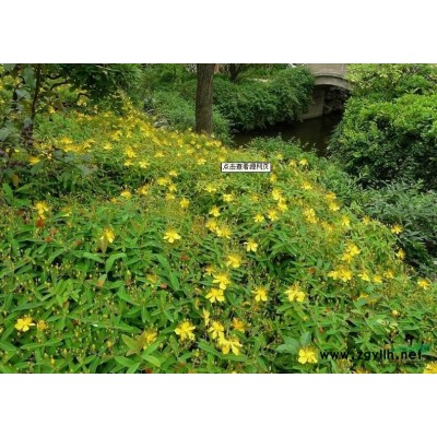 蔥蘭、蔥蓮、玉簾、白花菖蒲蓮、韭菜蓮、肝風草