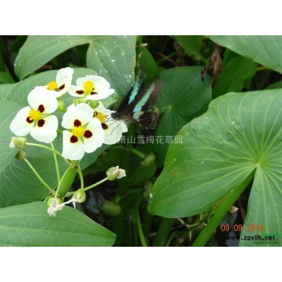 蘆葦供應/蘆葦圖片