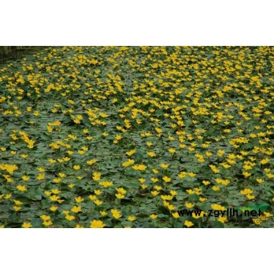 浙江金絲苔草信息