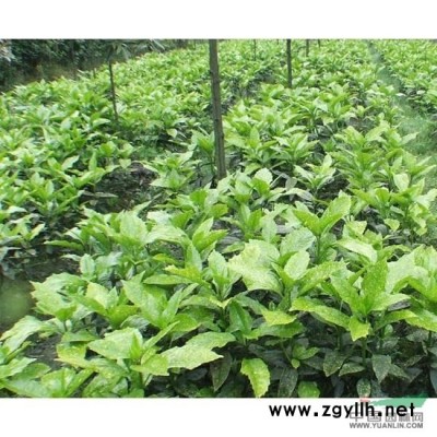 姜花圖片\姜花報(bào)價(jià)