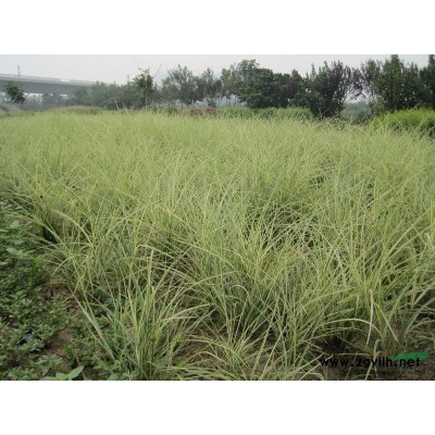 雨久花供應/雨久花圖片