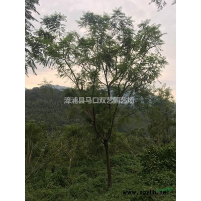 藍(lán)花楹6圖片\藍(lán)花楹6報價