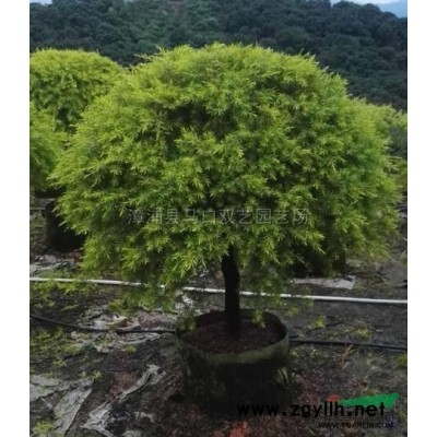 福建花葉良姜*新報價/花葉良姜圖片