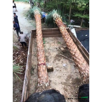 狐尾椰子3報價/福建狐尾椰子3報價