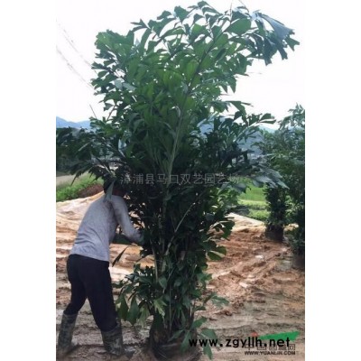 福建紅花美人蕉