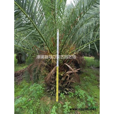 紅刺林投（別名叫紅刺露兜）4報(bào)價(jià)/福建紅刺林投（別名叫紅刺露兜）4報(bào)價(jià)