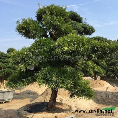 紅刺林投（別名叫紅刺露兜）2圖片\紅刺林投（別名叫紅刺露兜）2報(bào)價(jià)