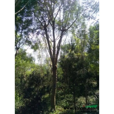 紅背桂大袋苗3行情報(bào)價(jià)\紅背桂大袋苗3圖片展示