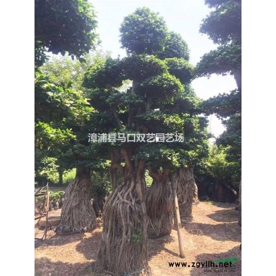 紅背桂大袋苗*新價(jià)格/紅背桂大袋苗報(bào)價(jià)