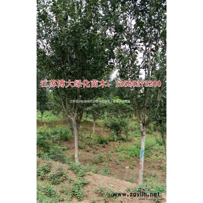 銀杏價格 銀杏樹價格 銀杏樹圖片 綠化苗木