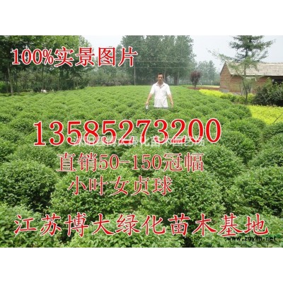 花石榴樹價格 叢生花石榴價格 花石榴樹圖片 綠化苗木