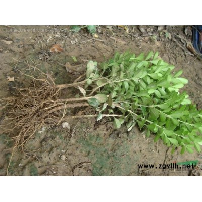 木槿產地 木槿價格 木槿圖片 木槿銷售 綠化工程苗木