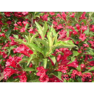 紫薇產地 紫薇價格 紫薇圖片 風景樹 綠化工程苗木