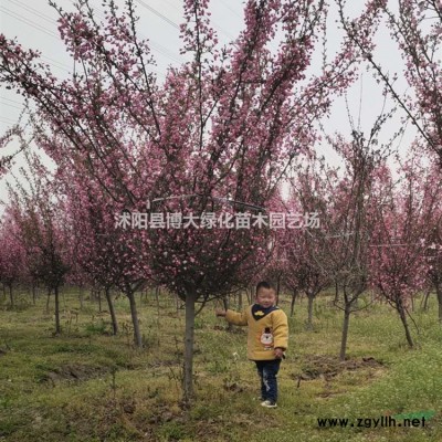 水蠟苗批發供應 水臘苗價格 綠化工程苗木 貨源充足