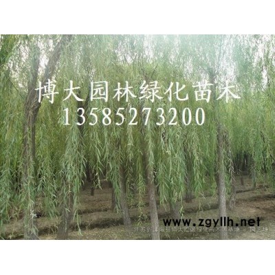 大葉黃楊基地，50冠幅大葉黃楊球-毛球 易成活 園林工程綠籬