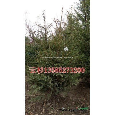 供應櫻花 3-15公分櫻花樹苗 晚櫻 早櫻 規格*基地直銷