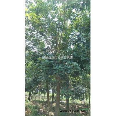 多彩三角梅50高度，價格40元