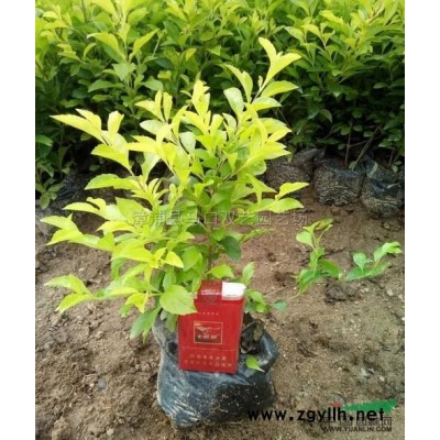 黃花風鈴木12公分 多花