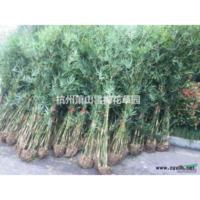 優質的旱傘草，水竹、傘草、水棕竹、風車草，浙江*低價